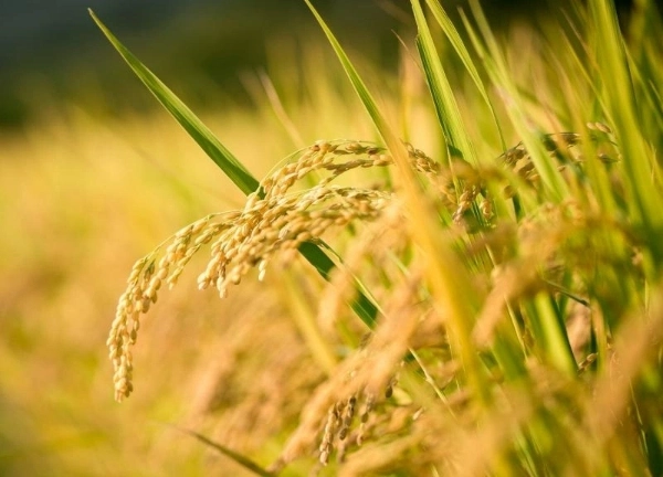 Machine_de_production_de_riz_Philippines