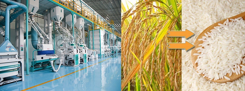 solution complète d'usine de transformation du riz